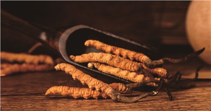 什么是斷草？斷草和冬蟲夏草的區(qū)別和購買常識